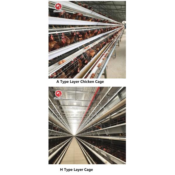 50000 куриц оборудования клетки цыпленка батареи птиц 5tiers кладя используют утверждение ISO9001