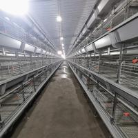 Q235 4 séries Hen Cage Broody, sistema automático da gaiola de bateria de 50000 pássaros