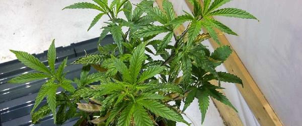 4000k Gavita Pro 1700e High PPFD Grow Light