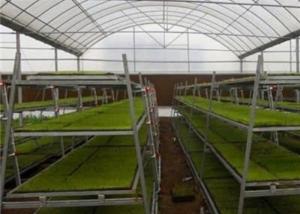 Custom Shaped Glass Seedling Greenhouse / Nursery Bed Breeding / Movable Seedbed
