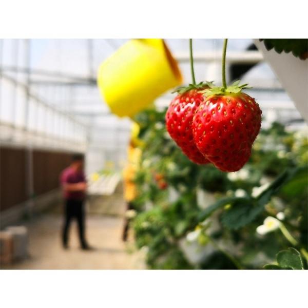 Customizable Electricity Vertical Hydroponic System For Indoor Plant Growing