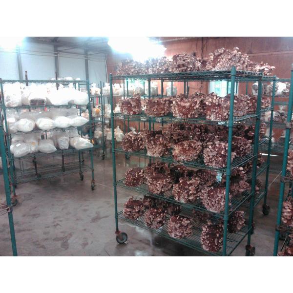 Green Epoxy Metal Commercial Mobile Wire Shelving In Plant Growing Environment