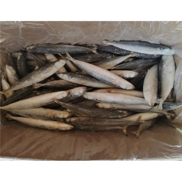IQF Frozen 90g 100g Muroaji Fish With 24 Months Shelf Life