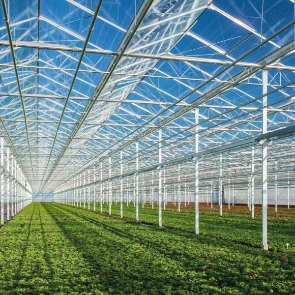 Venlo Tempered Glass Greenhouse with Hydroponics Growing System Large and US Currency