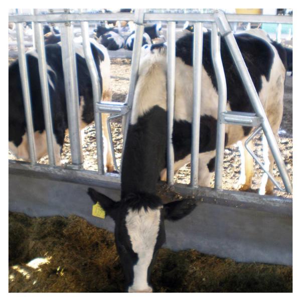 Anti Corrosion Thickness 3mm Cow Head Lock Dairy Feeding Equipment