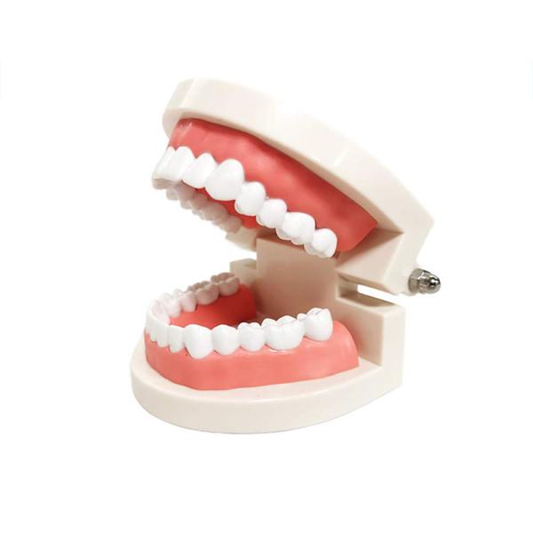 Educationial Standard Demonstration Human dental teeth model For Dental Students
