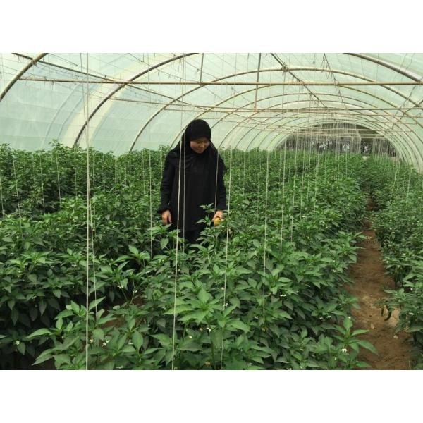 Rangée colorée tordue de ficelle de tomate de polypropylène pour attacher des usines avec de la ficelle dans le jardin ou le domaine