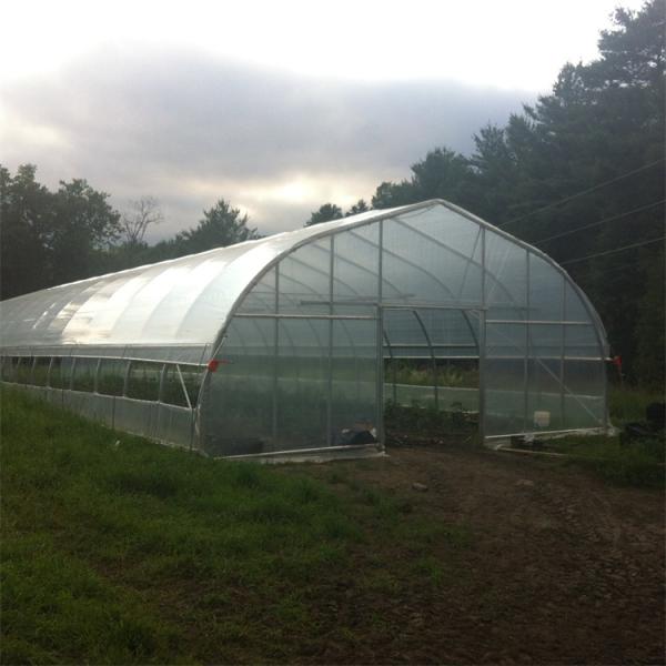 PE Tunnel Single Span Greenhouse Hot Galvanized Steel Transparent Color