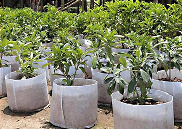 6400mm Agricultural Nonwoven Weed Control Fabric 60gsm