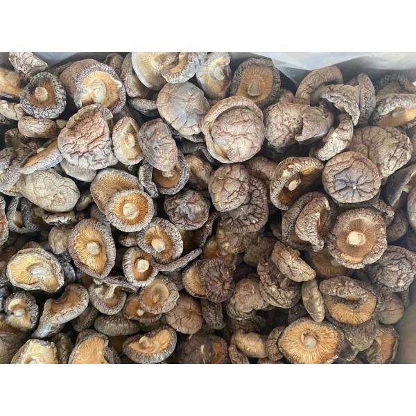Mushrooms Bulk Champignon Shiitake Stem for Dried Shiitake Mushroom