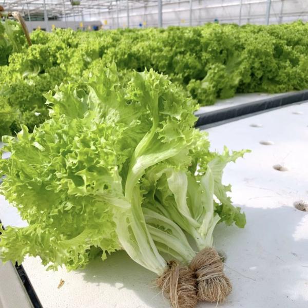 Стальная конструкция Китайское происхождение Гидропоническая стеклянная теплица для строительных материалов