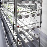 Sistema de hidroponia de NFT de morango, tubo / canal de cultivo de PVC sem solo para alface