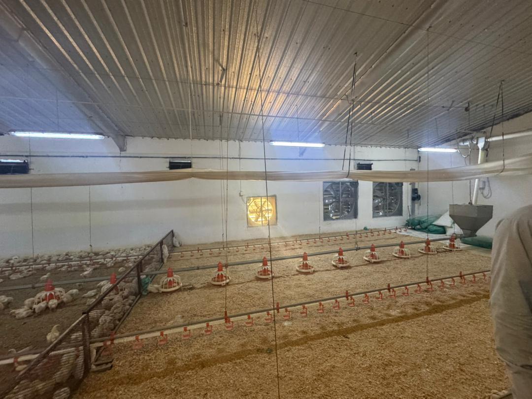 H Type Broiler Chicken Cage System 3-8 Tiers With Fully Automated Feeding And Drinking