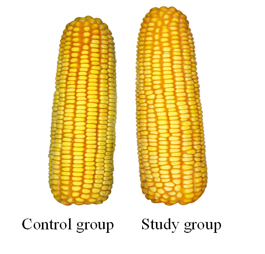Удобрение с высоким содержанием калия для томатов