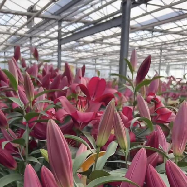 Sistema hidropónico de invernadero para verduras y flores Funcionalidad de doble capa