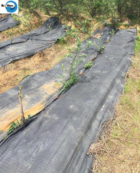 Agricultural Black Plastic Weed Mat Control Fabric Ground Cover Weed Control Fabric