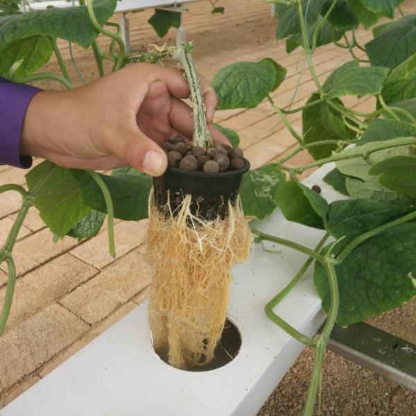 垂直農業 土のない栽培 水栽培 NFT 平方パイプシステム