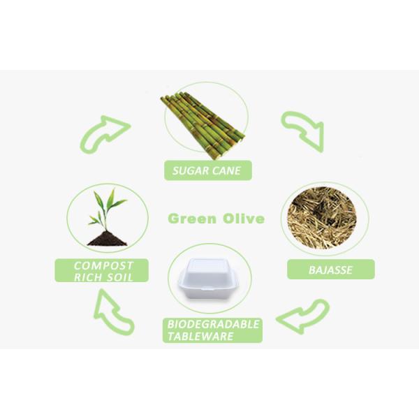 Bagasse Pulp Food Container Box for Fast Food Hamburg and Takeway Food 6 inch White or Nature