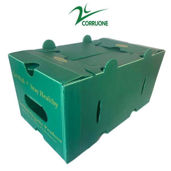 Corruone waterproof Fruit Vegetable Packing PP Cartonplast Grapes Packing Boxes Plastic Broccoli Boxes Corrugated Ginger box
