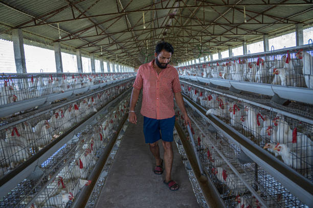 Durable Design Poultry Farming Equipment with Easy Install Feeding System and Corrosion-Resistant Materials