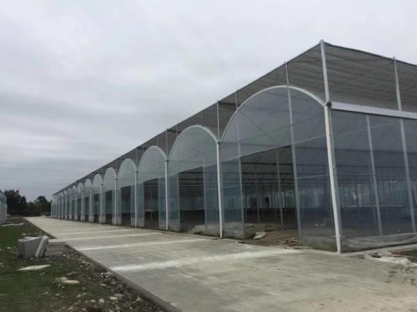 Estufa do período da coberta múltipla vegetal da folha do filme plástico do túnel multi