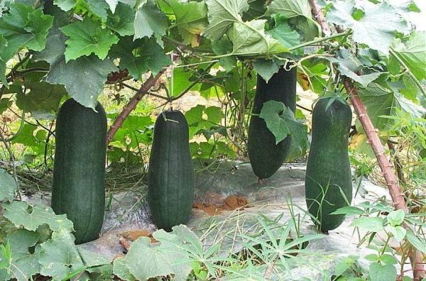 Frozen Winter Melon(White Gourd), leaf-shaped, flower-shaped etc. for food decoration