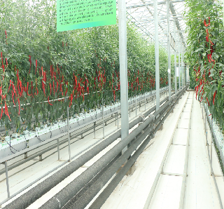 Soilless Culture Tomato Greenhouse With Nft Hydroponic System