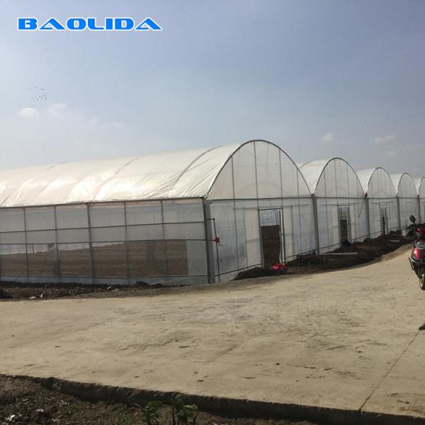 8-60m Length High Tunnel Plastic Film Greenhouse Customizable Size For Agriculture And Flower Production