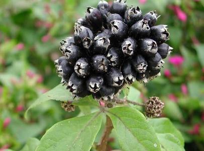 Siberian Ginseng Extract, Eleutherosides(B＋E) 0.8% 1.2%, Antifatigue, Enhancing Immunity, Shannxi Yongyuan Bio-Tech