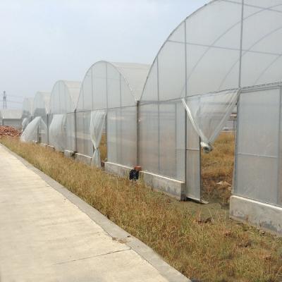 Hydroponic Poly Film Multi Span Greenhouse