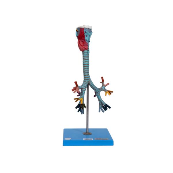 Human Anatomy Larynx, Trachea And Bronchial Tree Model For Training