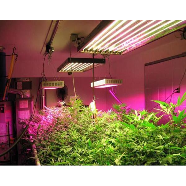 30-дневная гарантия возврата Противокапельная туманность Двухпленочная тепличная структура jx-fg-001