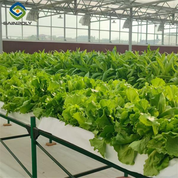 Commercial Lettuce Greenhouse Low Maintenance Weather Resistant