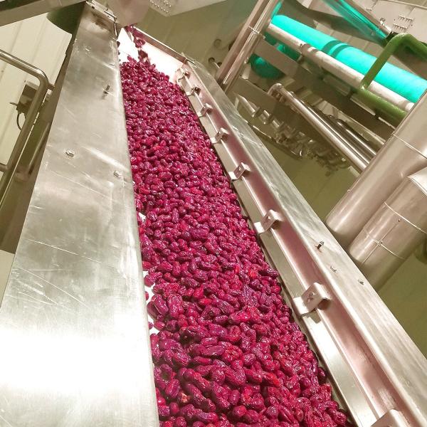 SS304 Mango Pineapple Mesh Fruit Conveyor Belt Corrosion Resistant