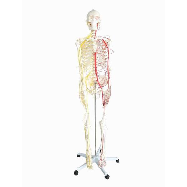 All human skeleton model with neurovascular Life Size Skeleton with Spinal Nerves Muscle Insertion Human Skeleton Model