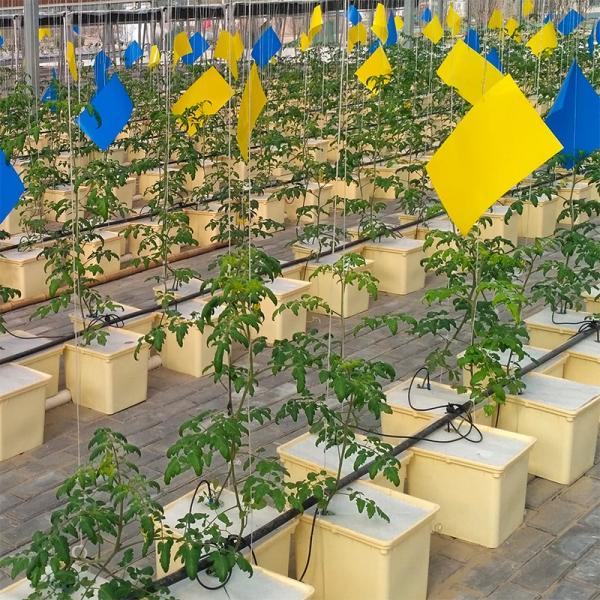 PE Coated Accessories Rectangular Plastic Dutch Bucket for Hydroponic Tomato Growing