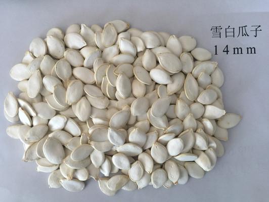 Snow White 99% Purity Pumpkin Seed Pumpkin Seeds Also Have Certain Effect On Gout