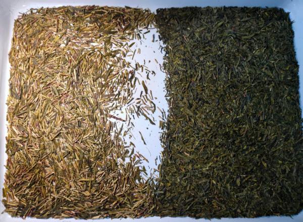 2 Layers Tea Color Sorter Machine Japan Toshiba Sensor