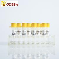 Power Green QPCR Mix Low ROX+ para ABI roche PCR em tempo real
