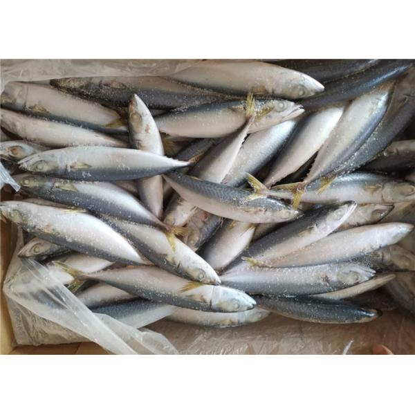 Морепродукты Тихого океан здоровья скумбрии 60g-80g всего круглого свежие замороженные