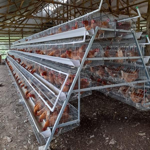 Equipo de la avicultura de la jaula del pollo de la capa 96 pájaros 120 pájaros