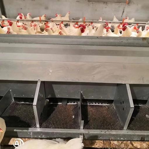 24 PVC dos furos conduzem alimentadores e abastecimento de água da galinha