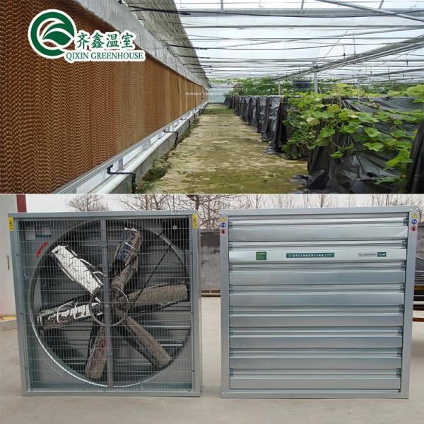 Glass Greenhouse Ventilation System with Tempered Glass or PC Sheet Top Covering