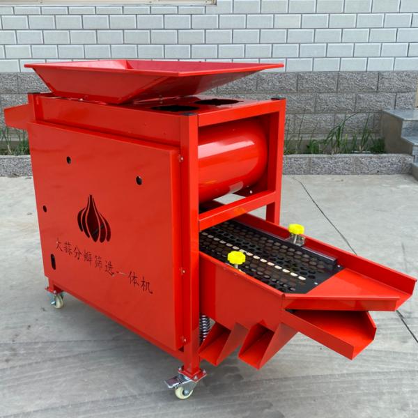 garlic bulb  separating and grading  machine  ，garlic bulb into cloves and grading  integrated maching  RYFF-800