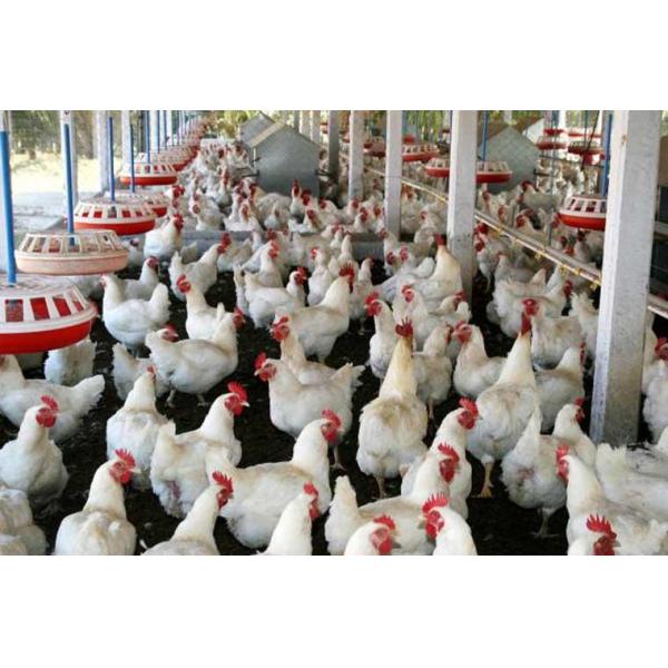 Fine Granule Acidifier In Poultry Feed FAMI-QS HACCP Certified