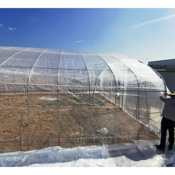 China Small Single-Span Low Tunnel Greenhouse with PE Film Cover Customizable Length