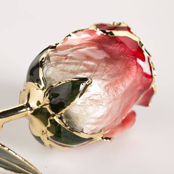 Gold Trimmed Rose Everlasting Rose  Natural Rose with Stem Present  Rose Gift Valentine Mother Day Preserved Flowers Supply