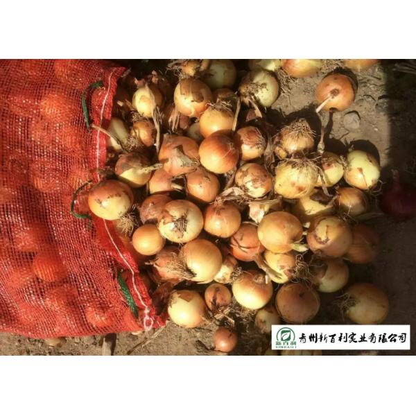 ISO / HACCP Standard Fresh Onions Supply Time May To Next February