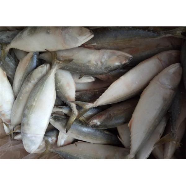 Скумбрия морепродуктов 60G Scomber Japonicus замороженная индийская для дома