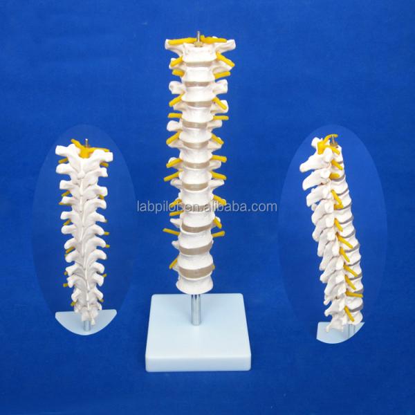 Educational Spine Model Thoracic Spinal Column with Nerves and Intervertebral Discs